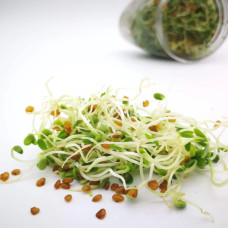 KeimGrün Bio-Keimsaat Rotklee (Rotklee Samen) 50 g