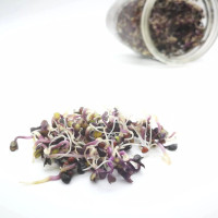 KeimGrün Bio-Keimsaat Rotkohl (Rotkohl Samen) 50 g