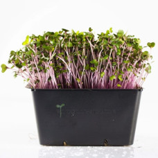 KeimGrün Bio-Keimsaat Rotkohl (Rotkohl Samen) 50 g