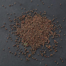 KeimGrün Bio-Keimsaat Rotkohl (Rotkohl Samen) 50 g