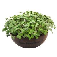 Grow-Grow Nut Nachfüllpaket “Senf”