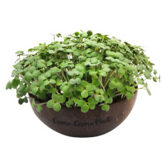 Grow-Grow Nut Nachfüllpaket “Senf”