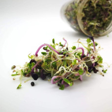 KeimGrün Bio-Sprossenmix “Vitamin” 50 g