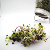 KeimGrün Bio-Sprossenmix “Vitamin” 50 g