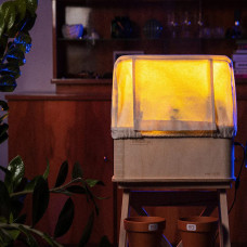 BerlinGreen GreenBox Urban Jungle Bundle