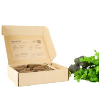 BerlinGreen PlantPlugs Asian Herb Mix 8-Pack