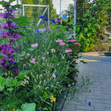 Grüne Fee Bienenweide Nützlingsfördernde Blumenmischung 0.3 kg