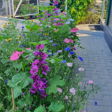 Grüne Fee Bienenweide Nützlingsfördernde Blumenmischung 0.3 kg