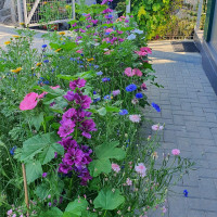 Grüne Fee Bienenweide Nützlingsfördernde Blumenmischung 0.3 kg