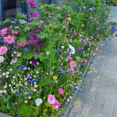 Grüne Fee Bienenweide Nützlingsfördernde Blumenmischung 0.3 kg