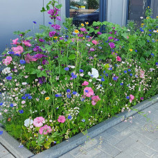 Grüne Fee Bienenweide Nützlingsfördernde Blumenmischung 0.3 kg