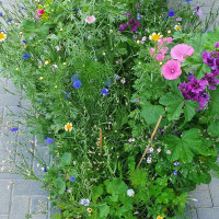 Grüne Fee Bauerngarten Farbenfrohe Sommerblumenmischung 0.3 kg