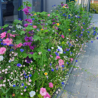 Grüne Fee Bauerngarten Farbenfrohe Sommerblumenmischung 0.3 kg