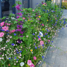 Grüne Fee Bauerngarten Farbenfrohe Sommerblumenmischung 0.3 kg