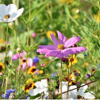 Greenedge Ummantelte Blumensamen Nektarwiese 0.6 kg