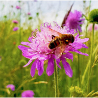 Greenedge Ummantelte Blumensamen Nektarwiese 0.6 kg