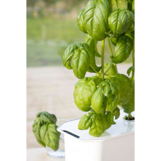 Nelson Garden Basilikum Ordinary Hydroponik