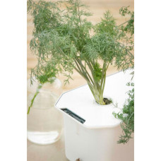 Nelson Garden Dill Thalia