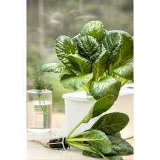 Nelson Garden Kohl, Komatsuna Malachai F1