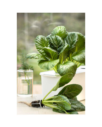 Nelson Garden Kohl, Komatsuna Malachai F1