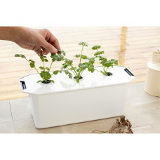 Nelson Garden Koriander Micro Splits