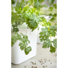 Nelson Garden Koriander Micro Splits