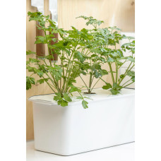 Nelson Garden Petersilie Laura