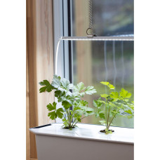 Nelson Garden Petersilie Laura