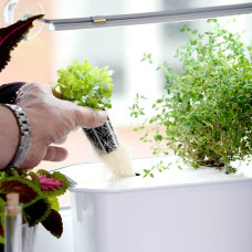 Nelson Garden Quelltab mit Basilikum Hydroponic 6 Stk