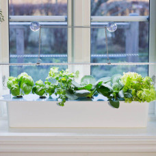 Nelson Garden Quelltab mit Basilikum Hydroponic 6 Stk