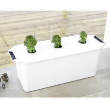 Nelson Garden Quelltab mit Basilikum Hydroponic 6 Stk
