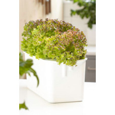 Nelson Garden Salat Batavia, Lollo Rossa