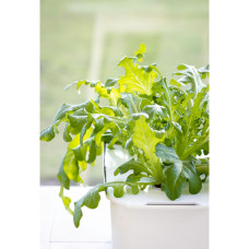 Nelson Garden Salat Cerbiatta