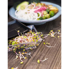 Nelson Garden Sprossenschale mit Kresse 2 Stk