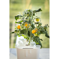 Nelson Garden Tomate Twiggy Orange F1