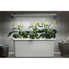 Nelson Garden Tomate Twiggy Red F1