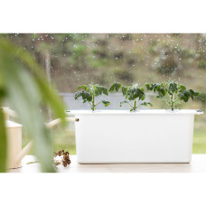 Nelson Garden Tomate Twiggy Red F1