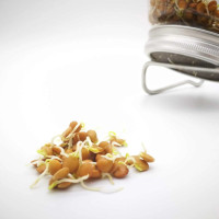 KeimGrün Bio-Keimsaat Grüne Linsen (Grüne Linsen Samen) 100 g