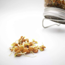 KeimGrün Bio-Keimsaat Grüne Linsen (Grüne Linsen Samen) 100 g