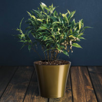 Santino Arte Pflanztöpfe Ø 13.5 cm, H 12.5 cm Gold/Schwarz