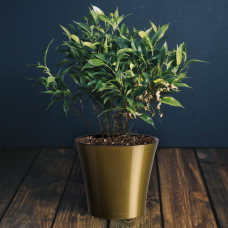 Santino Arte Pflanztöpfe Ø 16.5 cm, H 15 cm Gold/Schwarz