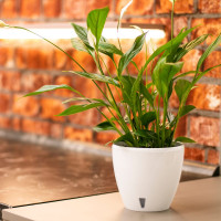 Santino Deco Twin Pflanztöpfe Ø 26.2 cm, H 23.5 cm Weiß