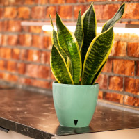 Santino Deco Twin Pflanztöpfe Ø 17 cm, H 15 cm Jade