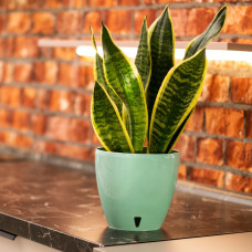 Santino Deco Twin Pflanztöpfe 3er-Set Ø 17 cm, H 15 cm Jade