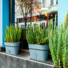 Santino Latina Window Box Pflanztöpfe L 39.5 cm, H 17 cm Cream