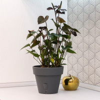 Santino Latina Pflanztöpfe Ø 32.5 cm, H 27.5 cm Anthrazit