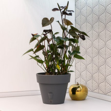 Santino Latina Pflanztöpfe Ø 32.5 cm, H 27.5 cm Anthrazit