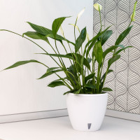 Santino Deco Twin Pflanztöpfe Ø 14 cm, H 12.5 cm Weiß