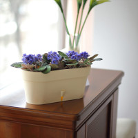 Santino Latina Window Box Pflanztöpfe L 39.5 cm, H 17 cm Cream