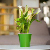 Santino Arte Pflanztöpfe Ø 16.5 cm, H 15 cm Grün/Weiß